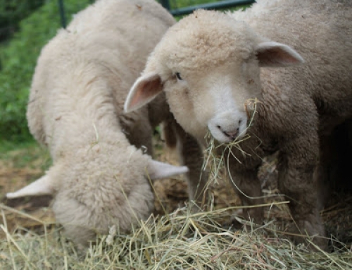 Lambs and Chicks (Jenna Woginrich)