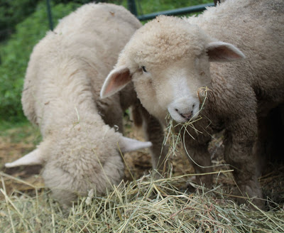 Lamb and Chicks (Of Interest)