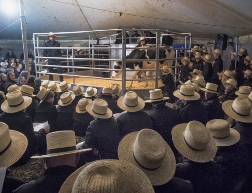 PA Dairy Farmers Calling it Quits