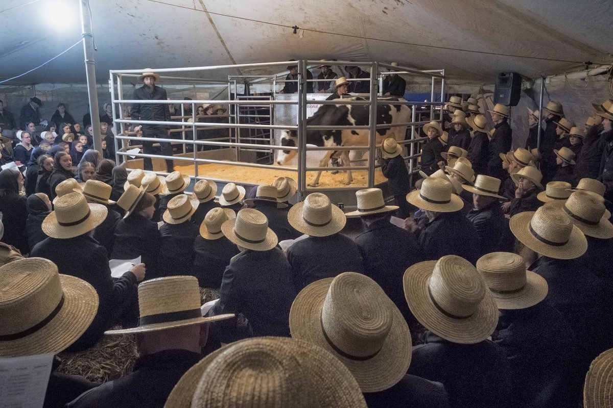 PA Dairy Farmers Calling It Quits